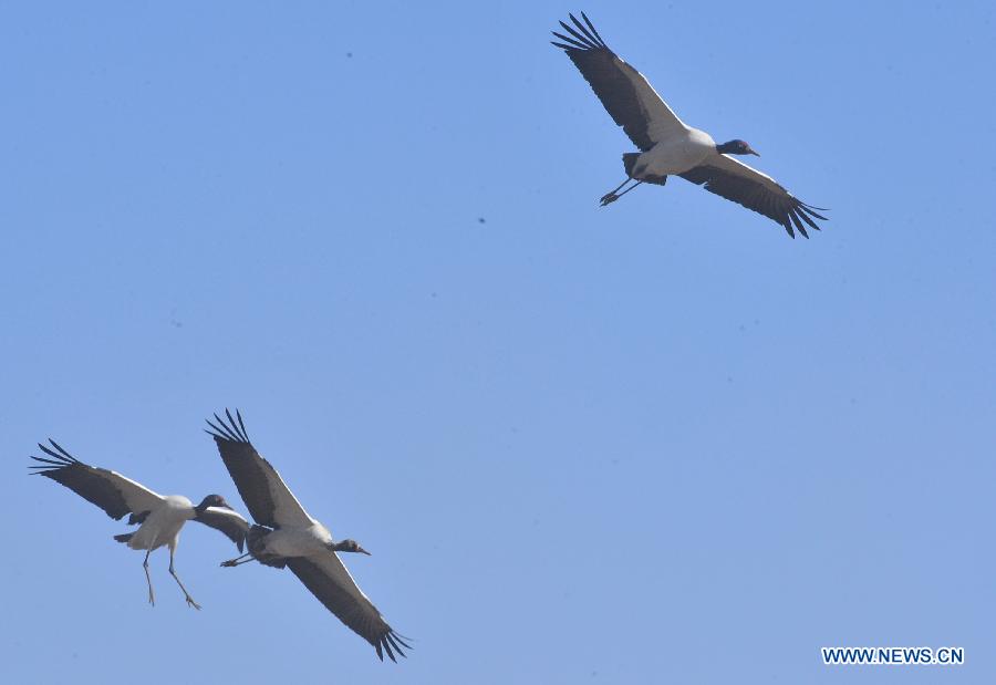 Black-necked cranes are seen at the Dashanbao state nature reserve of black-necked cranes in Yanjin County, southwest China's Yunnan Province, Dec. 18, 2012. Over 1,700 black-necked cranes chose to spend this winter at the reserve, 500 more than last year. (Xinhua/Chen Haining)