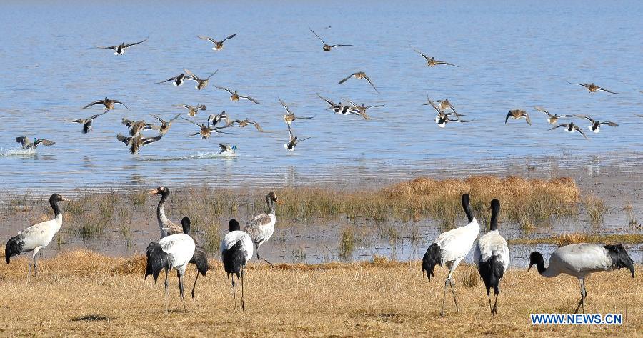 Black-necked cranes are seen at the Dashanbao state nature reserve of black-necked cranes in Yanjin County, southwest China's Yunnan Province, Dec. 18, 2012. Over 1,700 black-necked cranes chose to spend this winter at the reserve, 500 more than last year. (Xinhua/Chen Haining) 
