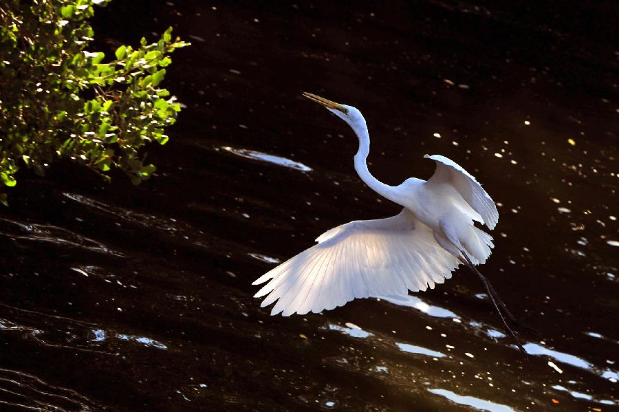 An egret flies over the Linchun River in Sanya City, south China's Hainan Province, Dec. 19, 2012. As winter comes, more egrets fly from the north to spend winter in Sanya. (Xinhua/Hou Jiansen) 