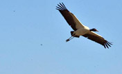 Cranes spend winter at state nature reserve 