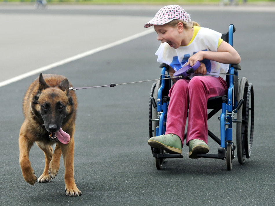 A dog drags a wheelchair carrying a girl in Minsk, Belarus Jun. 9, 2012.(Xinhua/AFP)