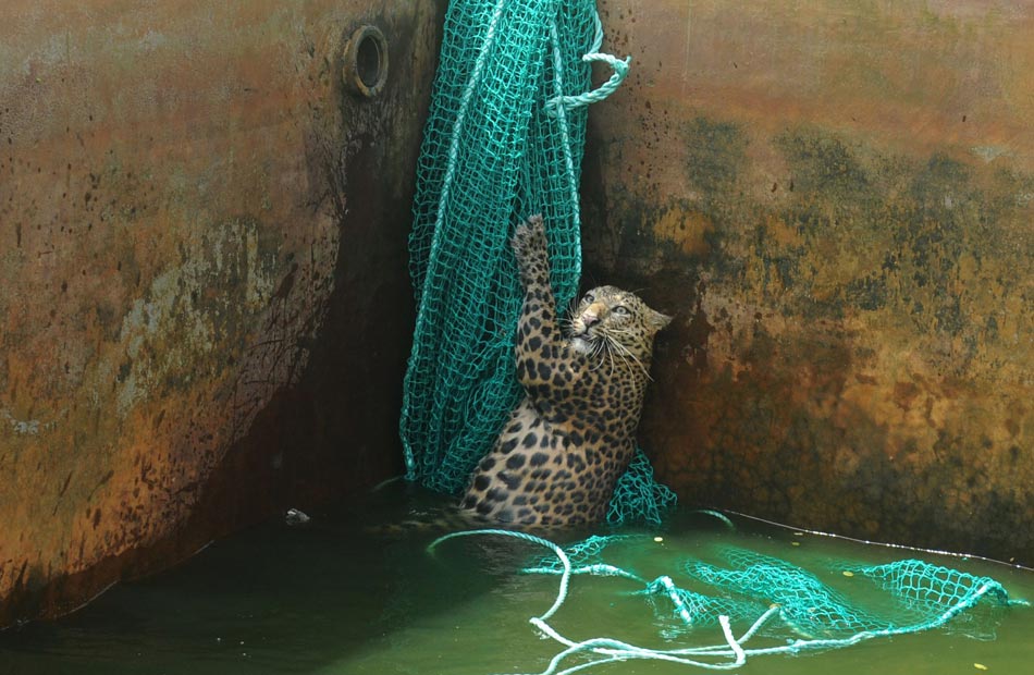 A leopard falls into a reservoir by accident near Siliguri, India on June 20, 2012. It held on tight to the net thrown by Sukna forest rescue teams until it got pulled up.(Xinhua/AFP)