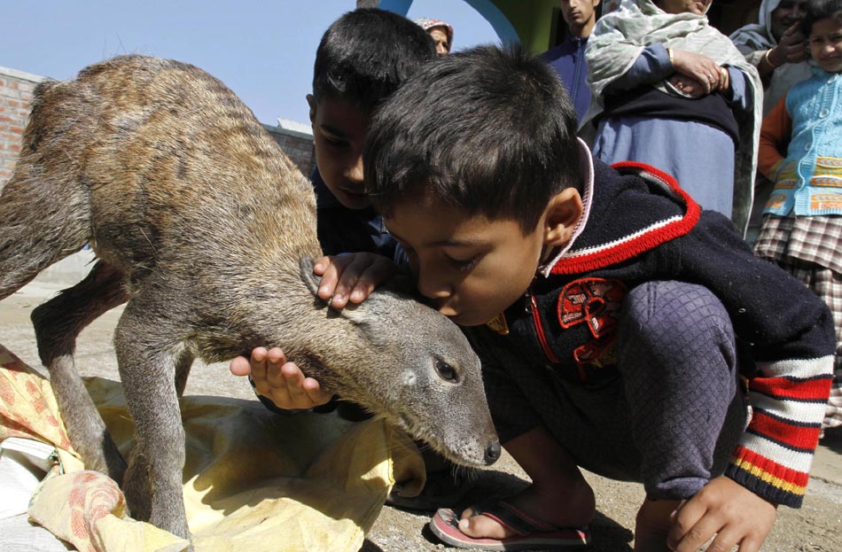 A boy kisses a deer that accidentally ran into the residential area in Srinagarn, Kashmir on Oct. 24, 2012.(Xinhua/AP)