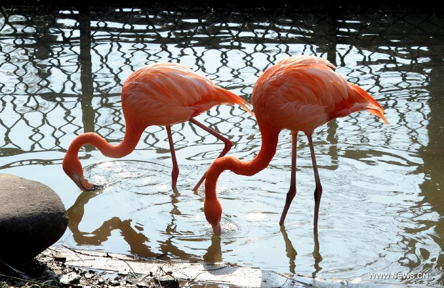 Flamingoes drink water in the sunshine at the Suzhou Zoo in Suzhou, east China's Jiangsu Province, Dec. 19, 2012. Animals in the zoo came out to enjoy warm weather and glorious winter sunshine. (Xinhua/Hang Xingwei) 