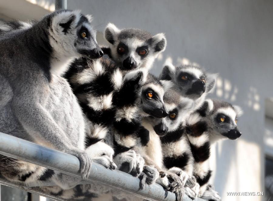 Reing-tailed lemurs cluster to enjoy the sunshine at the Suzhou Zoo in Suzhou, east China's Jiangsu Province, Dec. 19, 2012. Animals in the zoo came out to enjoy warm weather and glorious winter sunshine. (Xinhua/Hang Xingwei) 