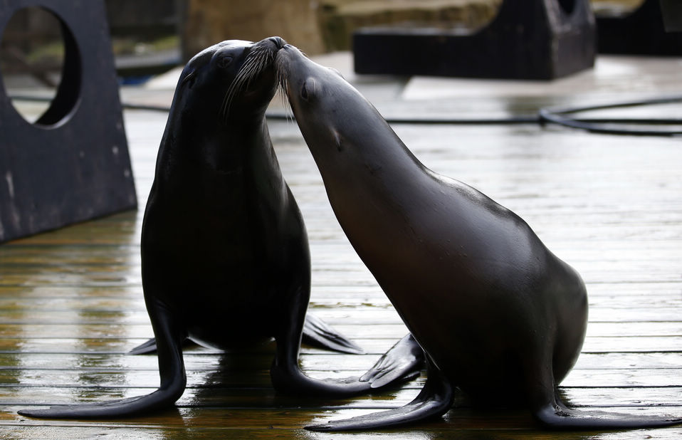 Two sea lions kiss each other during the Christmas celebration at ZSL Whipsnade Zoo in Whipsnade, near Dunstable in Bedfordshire, England, Dec. 18, 2012.(Xinhua/Wang Lili)
