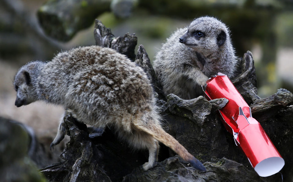 Two meerkats receive Christmas treats from their keepers at ZSL Whipsnade Zoo in Whipsnade, near Dunstable in Bedfordshire, England, Dec. 18, 2012.(Xinhua/Wang Lili)