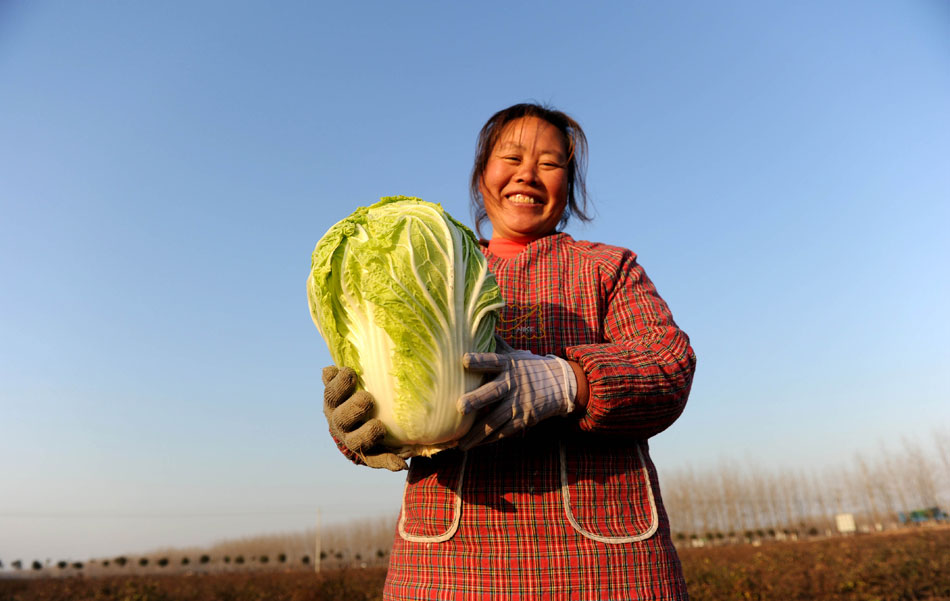 Photo taken on Dec. 18, 2012 shows a local farmer from Huaiyuan county of Anhui province picks cabbages and sells them to the vegetable cooperatives at the price of 0.6 yuan per kilo.（Xinhua/Liu Junxi)