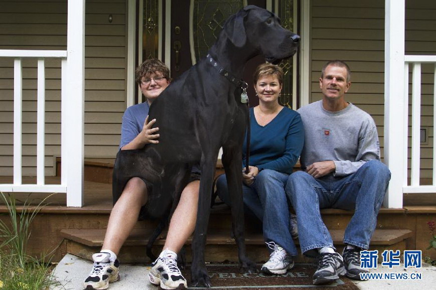 Zeus the dog and its owners take picture in front of house in Otsego, Michigan of U.S. on Sep. 18, 2012. Zeus has been officially titled as the world’s tallest dog by Guinness World Records. Its height is 112 cm.(Xinhua/AP Photo)