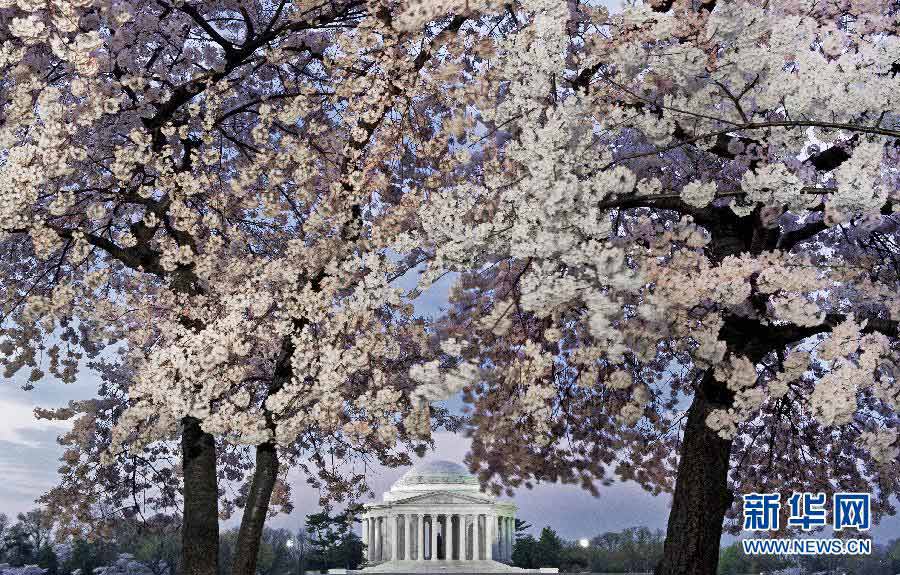 The cherry blossom in Jefferson Memorial Hall in Washington D.C., the U.S on March 19. (Xinhua/AFP Photo) 