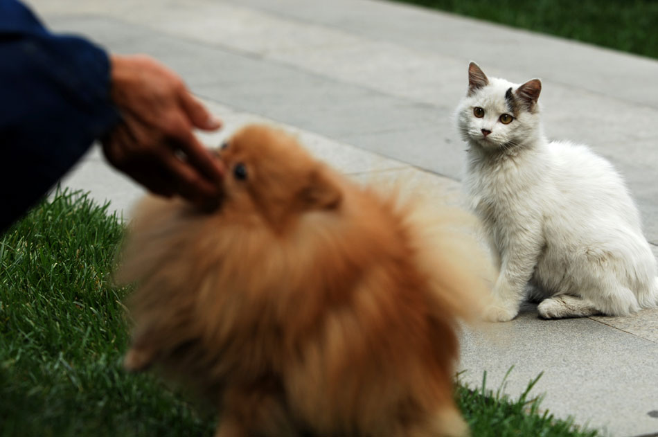 A stray cat stares at a pet dog which is taking food from owner’s hand in northwest Chinese city Xi’an, Shaanxi province, Oct. 20, 2012. (Xinhua/Li Yibo)