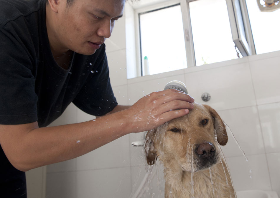 Trainer Lu Hua bathes Kardy, a drug-sniffing dog in a customs drug-sniffing dog base in Urumqi, June. 21, 2012. The dogs here are responsible for detecting narcotics in 17 cross-border ports, 12 secondary ports and two international airports along the 5,600-kilometer-long boundary. (Xinhua/Wang Fei)