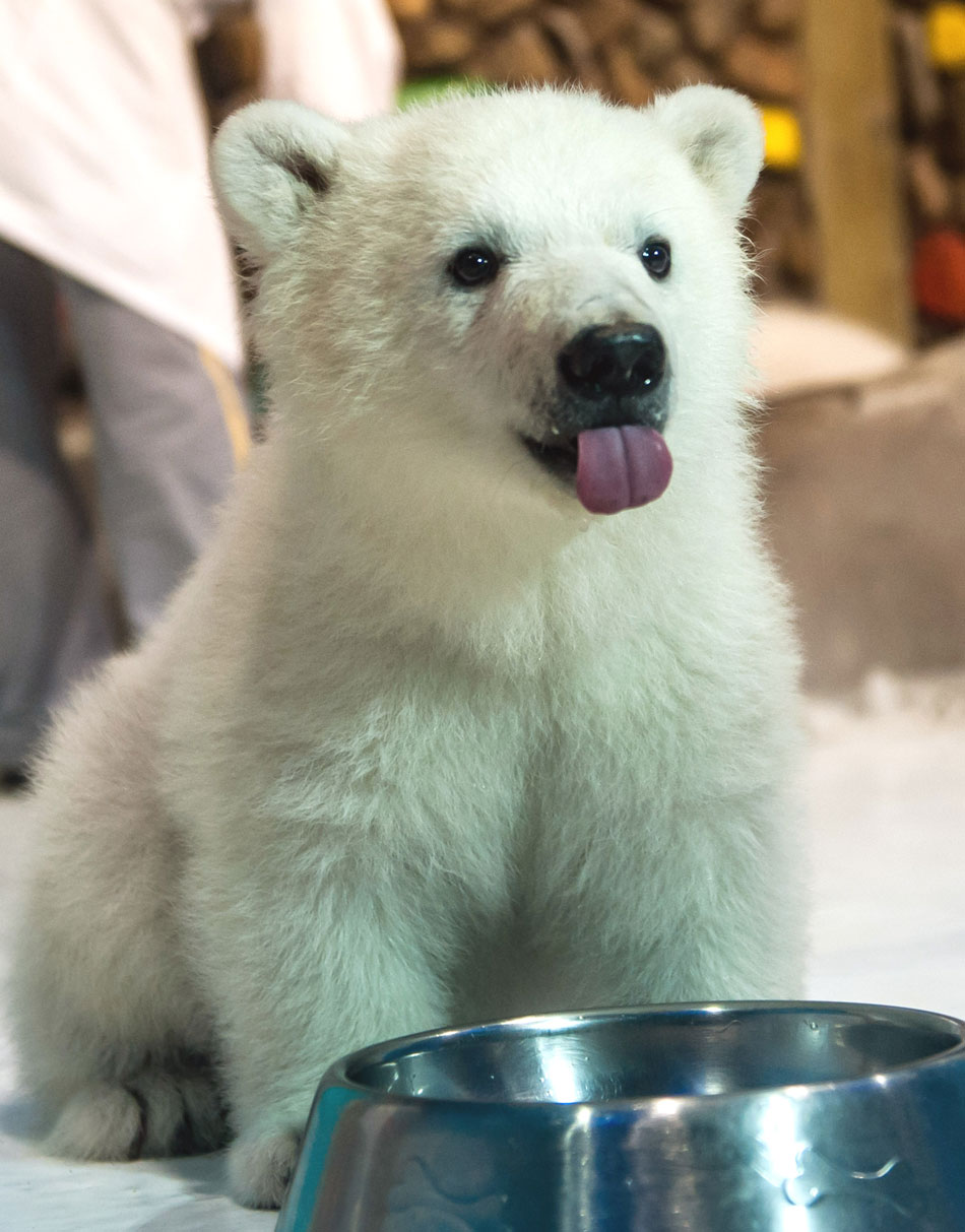 Visitors can see the 117-day-old twin polar bears at Haijichang Polar World in Tianjin. They are the first artificially bred polar bears in China. (Xinhua/Zhangchaoqun)