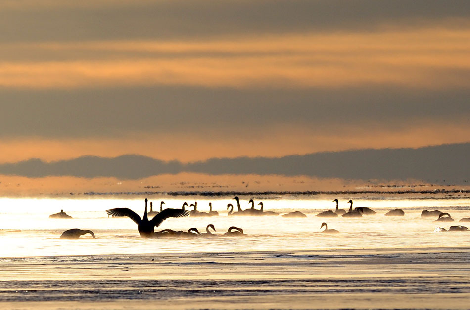 Thousands of wild geese gather at the Qinghai Lake to survive through the winter. The splendid scene of the wild geese and the lake is represented to people with increasing number of the swans arriving at the lake area. The photo is taken on Nov. 27, 2012.  (Xinhua/Han yu)