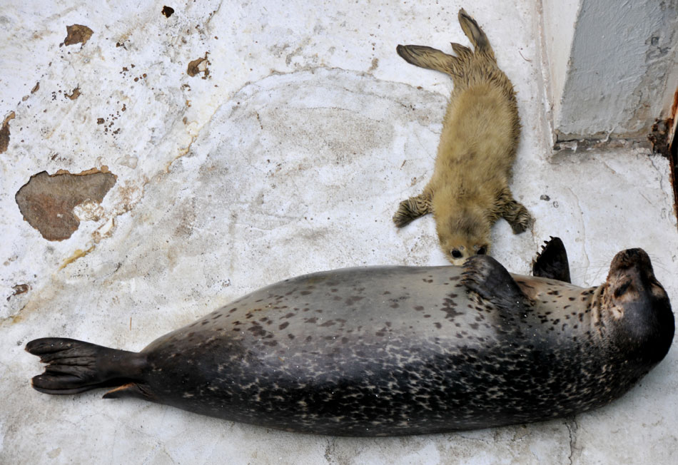 A newly-born leopard seal is seen in Dalian Sun Asia Marine World, Feb. 26, 2012. From Feb. 10, the marine world had greeted the birth of four leopard seals within one week. (Xinhua/Yan Ping)