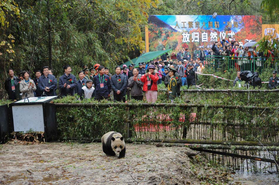 Giant panda Tao Tao crawls out of the cage to the wild mountain forest in the Liziping nature reserve in Shimian county of Ya'an city, southwest China's Sichuan province, Oct. 11, 2012.  As the first artificially raised giant panda released to the nature in China, Tao Tao's condition will be tracked after its reintroduction. (Xinhua/Li Qiaoqiao)