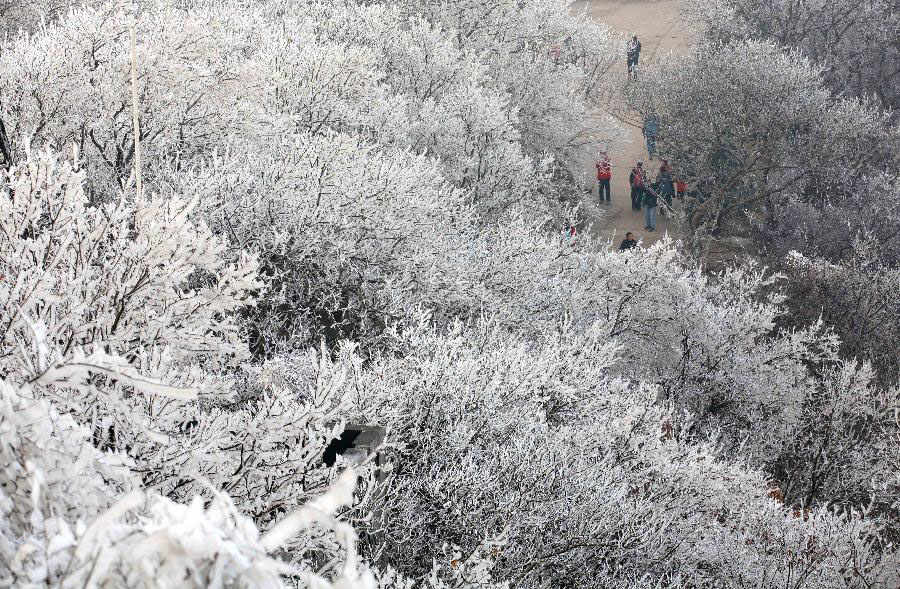 Visitors view the rime scenery on the Zijin Mountain in Nanjing, capital of east China's Jiangsu Province, Dec. 23, 2012. (Xinhua/Wang Xin) 