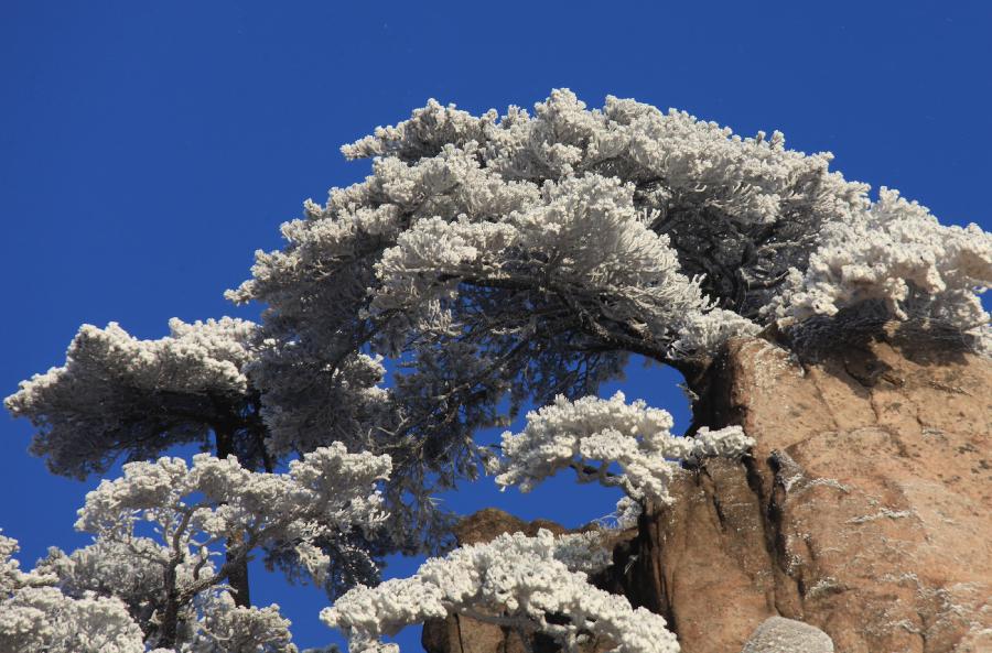 Photo taken on Dec. 23, 2012 shows the rime scenery at the Huangshan Mountain scenic area in east China's Anhui Province. (Xinhua/Shi Guangde) 