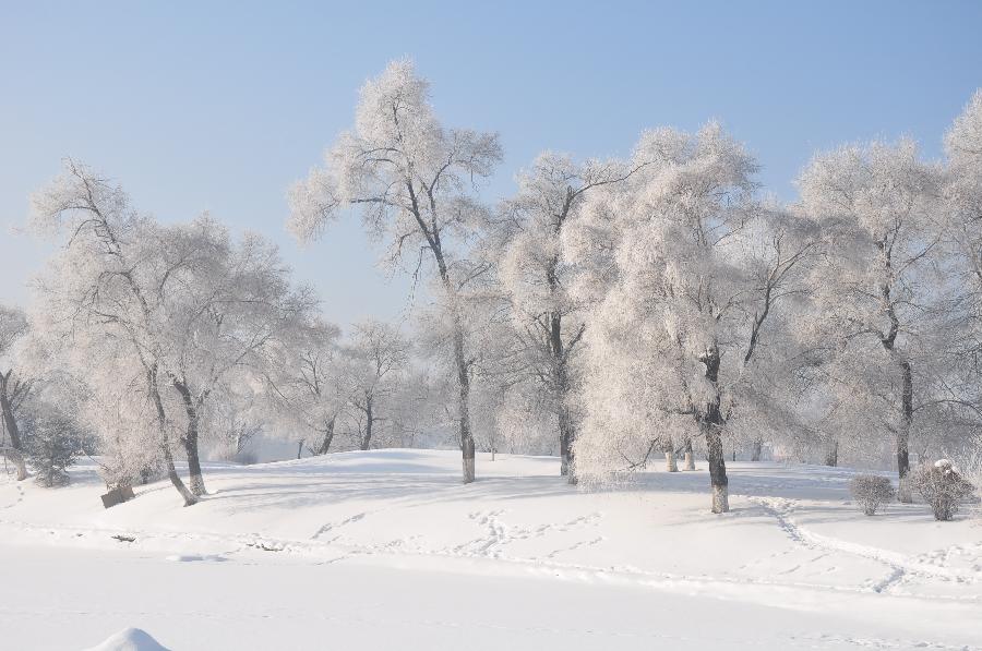 Photo taken on Dec. 24, 2012 shows rime-covered trees at a park in Jilin City, northeast China's Jilin Province. (Xinhua/Wang Mingming)