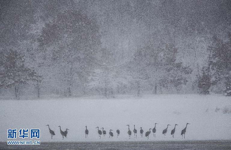 Sandhill cranes stand in the snow on the bank of the Wisconsin River, U.S. on Dec. 20, 2012. (Xinhua/AFP)