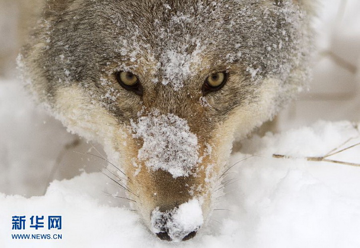 A wolf lying in the snow in Minsk, Belarus on Dec. 14, 2012. (Xinhua/ Reuters Photo) 
