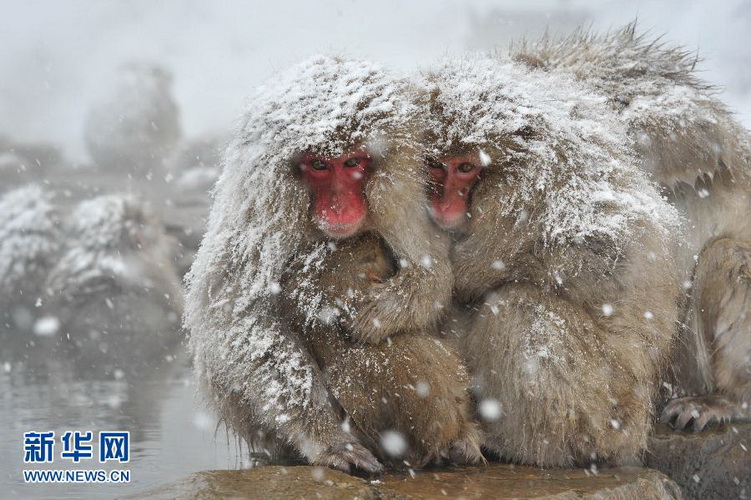A monkey enjoys hot spring in the snow in Monkeys Park in Nagano, Japan on Dec. 10, 2012. (Xinhua/AFP photo)