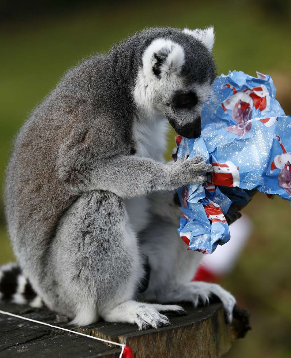 A lemur receives Christmas treats from their keepers at ZSL Whipsnade Zoo in Whipsnade, near Dunstable in Bedfordshire, England, Dec. 18, 2012. (Xinhua/Wang Lili)