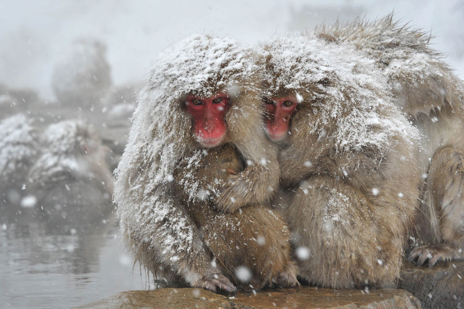 Several macaques squat by the hot spring in the Jigokudani Monkey Park in Nagano, Japan, Dec. 10, 2012.(Xinhua/AFP)