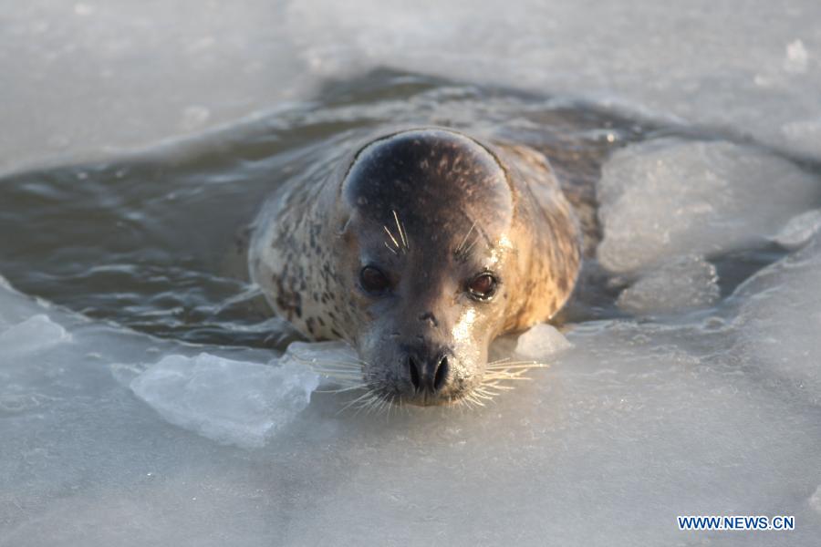 A harbor seal is seen in ice water at the ecological seal bay near Yantai City, east China's Shandong Province, Dec. 26, 2012. The seal bay iced up recently, trapping the harbor seals living in this water area. Workers of the scenic area started breaking ice and providing food for harbor seals. (Xinhua) 