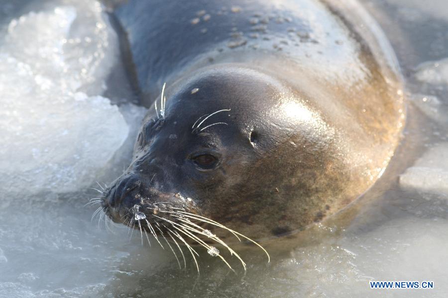 A harbor seal swims in ice water at the ecological seal bay near Yantai City, east China's Shandong Province, Dec. 26, 2012. The seal bay iced up recently, trapping the harbor seals living in this water area. Workers of the scenic area started breaking ice and providing food for harbor seals. (Xinhua) 