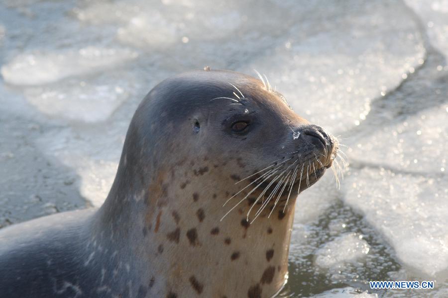 A harbor seal is seen in ice water at the ecological seal bay near Yantai City, east China's Shandong Province, Dec. 26, 2012. The seal bay iced up recently, trapping the harbor seals living in this water area. Workers of the scenic area started breaking ice and providing food for harbor seals. (Xinhua) 