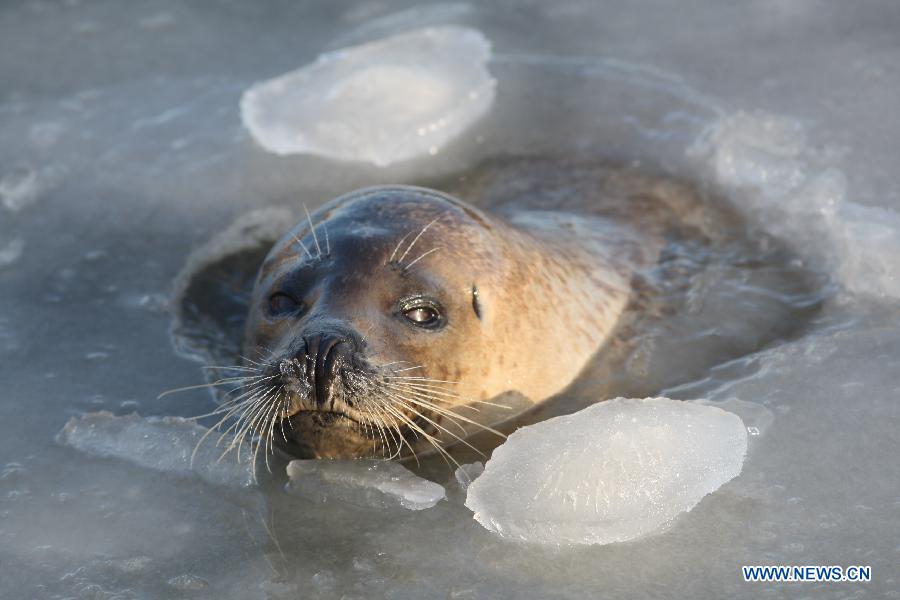 YANTAI, Dec. 26, 2012 (Xinhua) -- A harbor seal is seen in ice water at the ecological seal bay near Yantai City, east China's Shandong Province, Dec. 26, 2012. The seal bay iced up recently, trapping the harbor seals living in this water area. Workers of the scenic area started breaking ice and providing food for harbor seals. (Xinhua) 