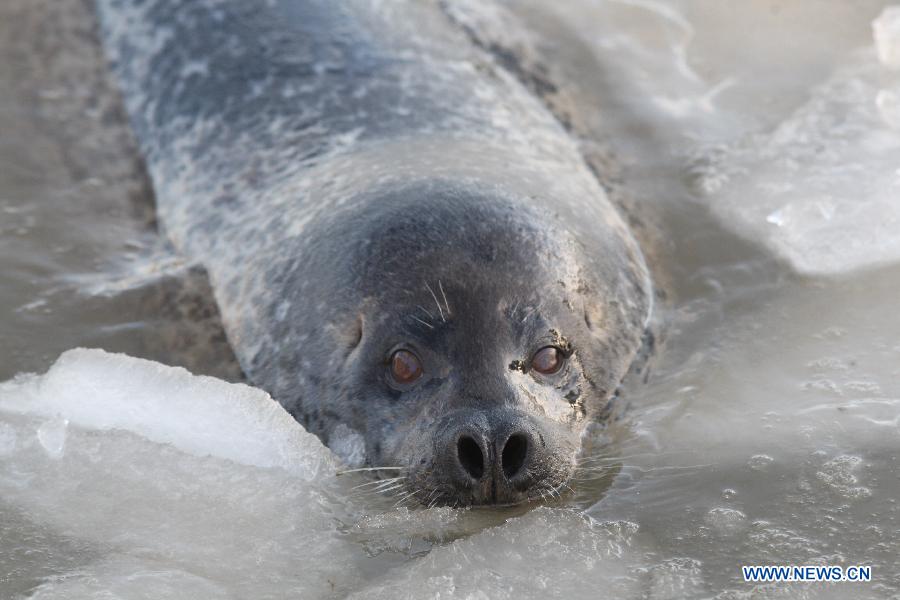 A harbor seal swims in ice water at the ecological seal bay near Yantai City, east China's Shandong Province, Dec. 26, 2012. The seal bay iced up recently, trapping the harbor seals living in this water area. Workers of the scenic area started breaking ice and providing food for harbor seals. (Xinhua)