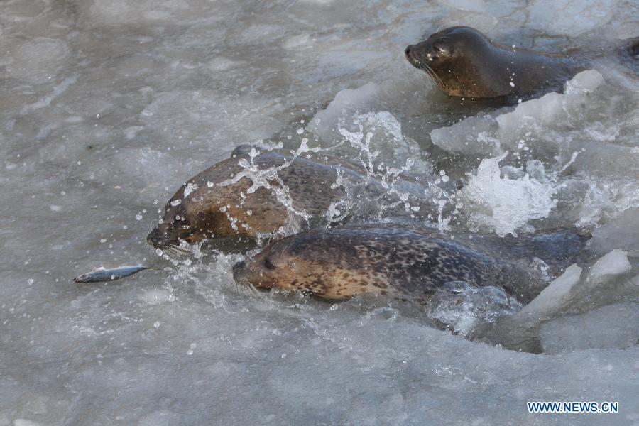 Harbor seals scramble for food at the ecological seal bay near Yantai City, east China's Shandong Province, Dec. 26, 2012. The seal bay iced up recently, trapping the harbor seals living in this water area. Workers of the scenic area started breaking ice and providing food for harbor seals. (Xinhua) 