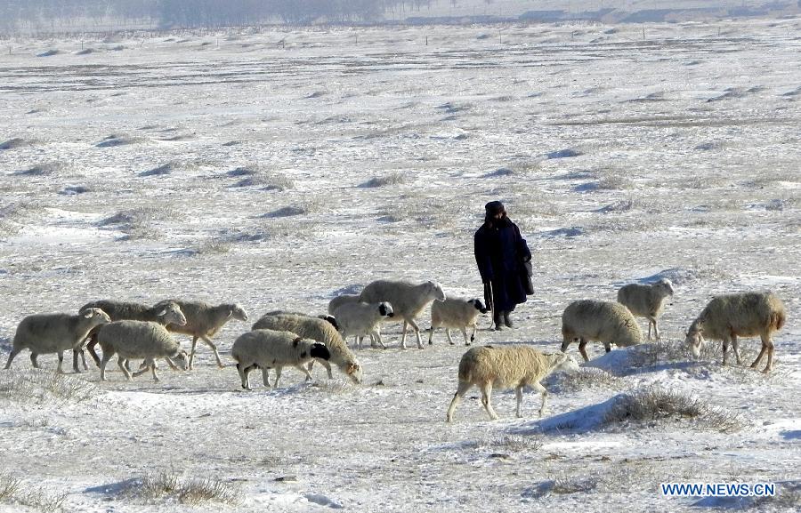 A flock of sheep graze on a snow-covered pasture in Xilingol, north China's Inner Mongolia Autonomous Region, Dec. 26, 2012. Recent snowstorms that struck Inner Mongolia have affected more than two million people and caused 600 million yuan (96.23 million U.S. dollars) worth of direct economic losses. (Xinhua/Li Yunping)