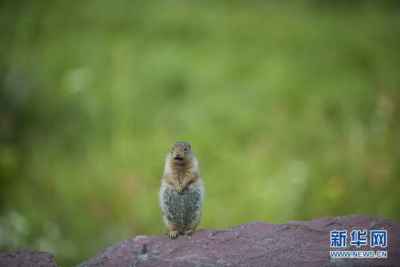 A squirrel sings a song in the Glacier National Park of the U.S. on Aug. 8, 2012. (Xinhua/Zhang Jun)