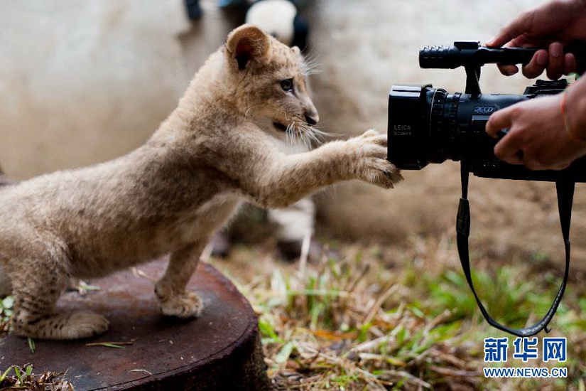 A little lion tries to catch the photographer’s camera in zoo of Cali, Columbia on Oct. 25, 2012. (Xinhua/AFP Photo)