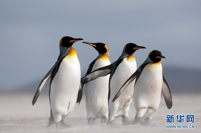 Penguins play on the beach of an island in South America on April 5, 2012.  (Photo/Xinhua)