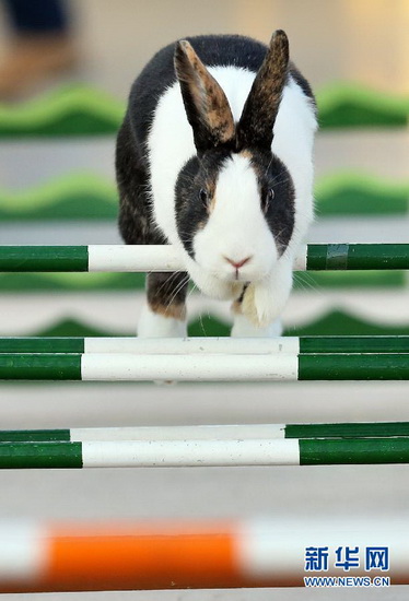 A rabbit jumps over barriers in Leipzig, Germany on Dec. 7, 2012. (Xinhua/AFP Photo)