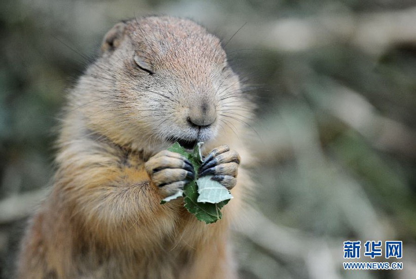 A marmot eats leaves in Hannover, Germany on Aug.10, 2012. (Xinhua/AFP)
