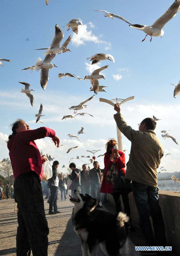 Visitors feed the black-headed gulls beside the Dianchi Lake in Kunming, capital of southwest China's Yunnan Province, Dec. 26, 2012. More than 35,000 black-headed gulls have come to Kunming for winter this year. (Xinhua/Xu Yuchang)