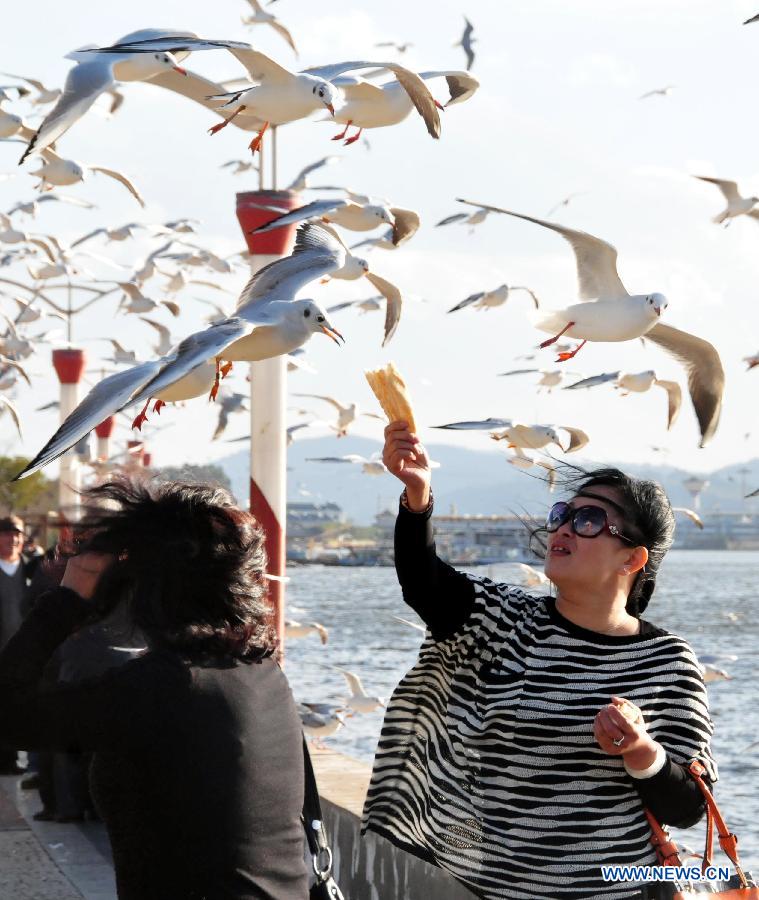 A visitor feeds the black-headed gulls beside the Dianchi Lake in Kunming, capital of southwest China's Yunnan Province, Dec. 26, 2012. More than 35,000 black-headed gulls have come to Kunming for winter this year. (Xinhua/Xu Yuchang)