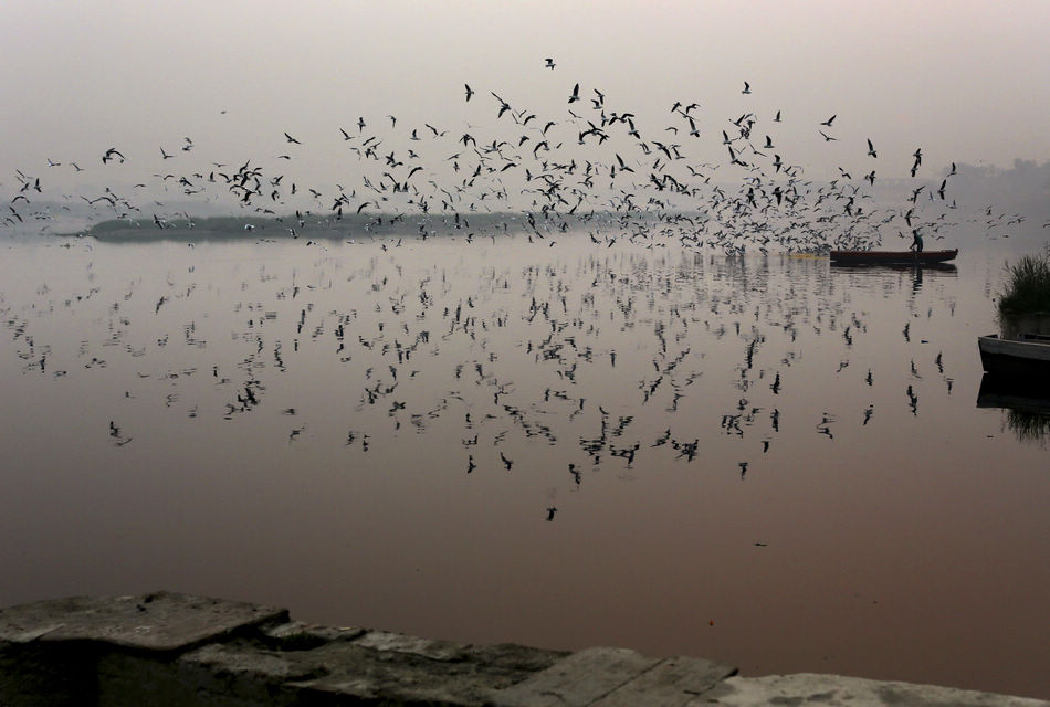 A boatman throws foods to the birds in the Jumna of New Delhi, India on October 29, 2012.(Xinhua/AP)