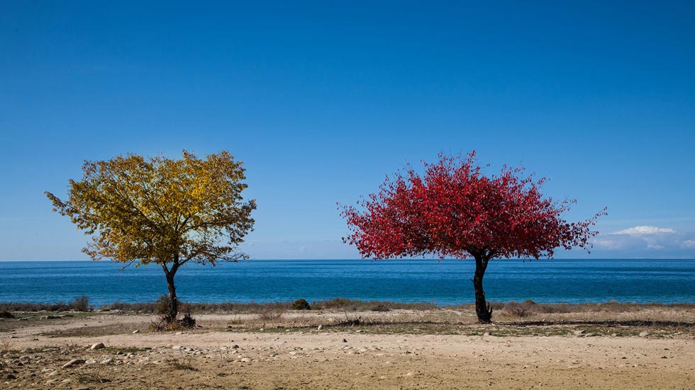 The photo taken on Oct. 26 shows the couple tree at the bank of Issyk-kul, the largest lake of Kyrgyzstan. (Photo/Xinhua) 