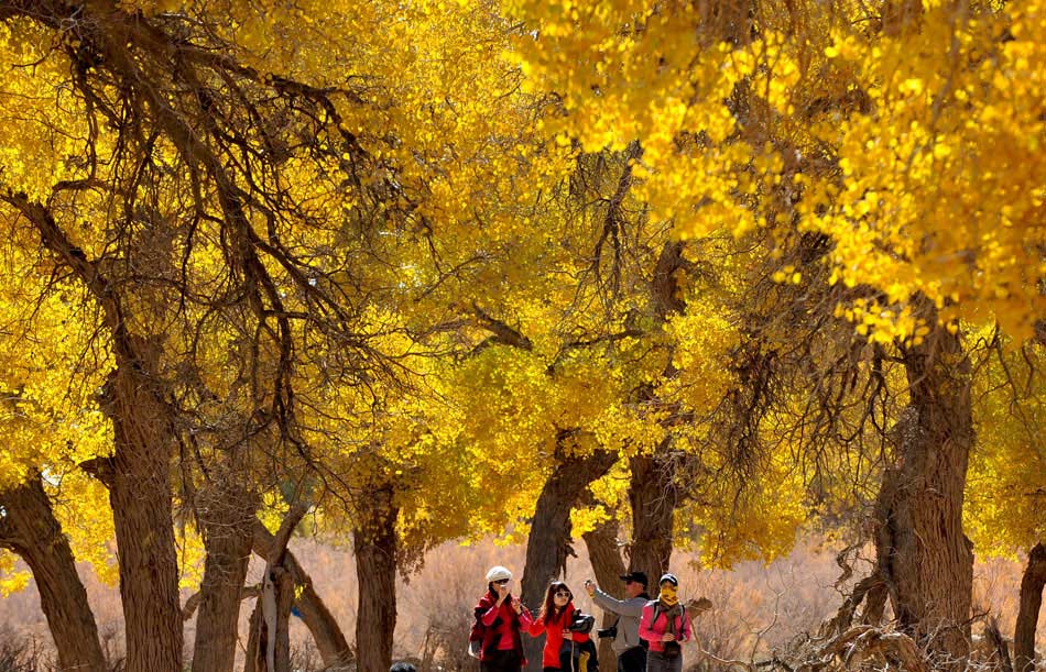 Visitors appreciate the diversiform-leaved poplar trees on Oct. 12, in Ejina Banner, China's Inner Mongolia Autonomous Region. (Qi Xiaojun/Xinhua) 