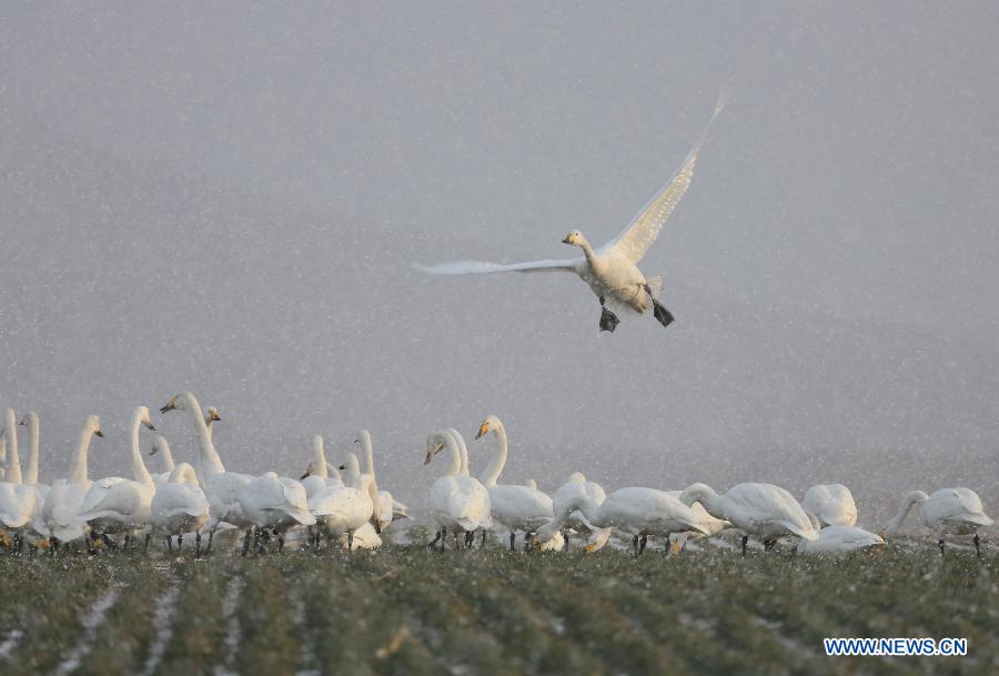 Swans are seen in snow beside the Swan Lake in Rongcheng, east China's Shandong Province, Dec. 26, 2012. (Xinhua/Wang Fudong)