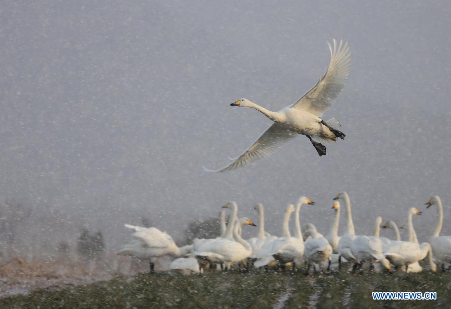 Swans are seen in snow beside the Swan Lake in Rongcheng, east China's Shandong Province, Dec. 26, 2012. (Xinhua/Wang Fudong)