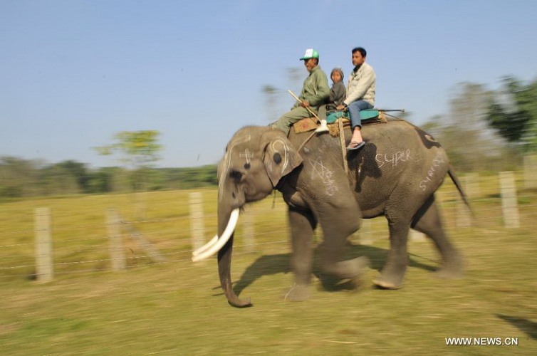 Participants ride an elephant during the 9th International Elephant Festival in Sauraha of Chitwan district, Nepal, Dec. 26, 2012. The festival was organized to promote the tourism and to make awareness of elephant conservation in Nepal. (Xinhua/Sunil Pradhan) 