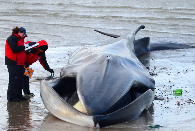 Biologists examine a deceased whale on the beach of Breezy Point in the Queens borough, New York, Dec. 27, 2012. The 60-foot finback whale died early Thursday after washing ashore and being discovered Wednesday morning. (Xinhua/Wang Lei) 