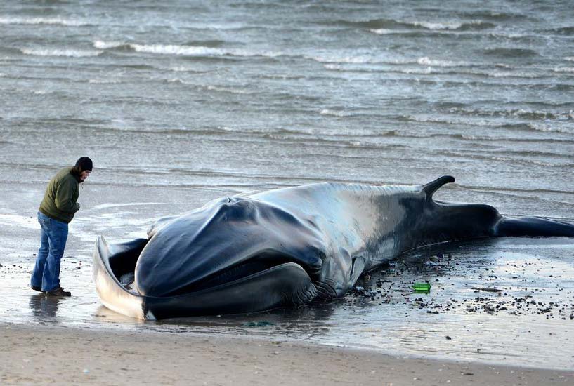A beach working staff stands next to a deceased whale on the beach of Breezy Point in the Queens borough, New York, Dec. 27, 2012. The 60-foot finback whale died early Thursday after washing ashore and being discovered Wednesday morning. (Xinhua/Wang Lei) 